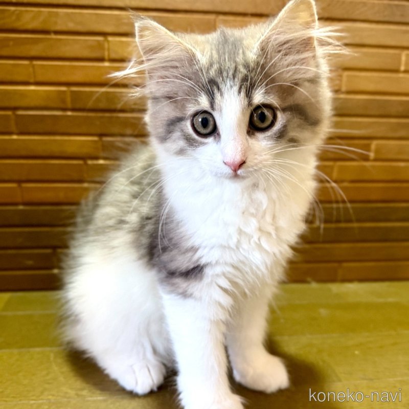 販売中の茨城県のノルウェージャンフォレストキャット-123720