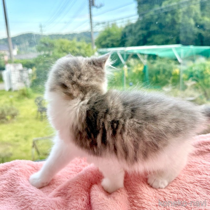 販売中の茨城県のノルウェージャンフォレストキャット-123720の2枚目