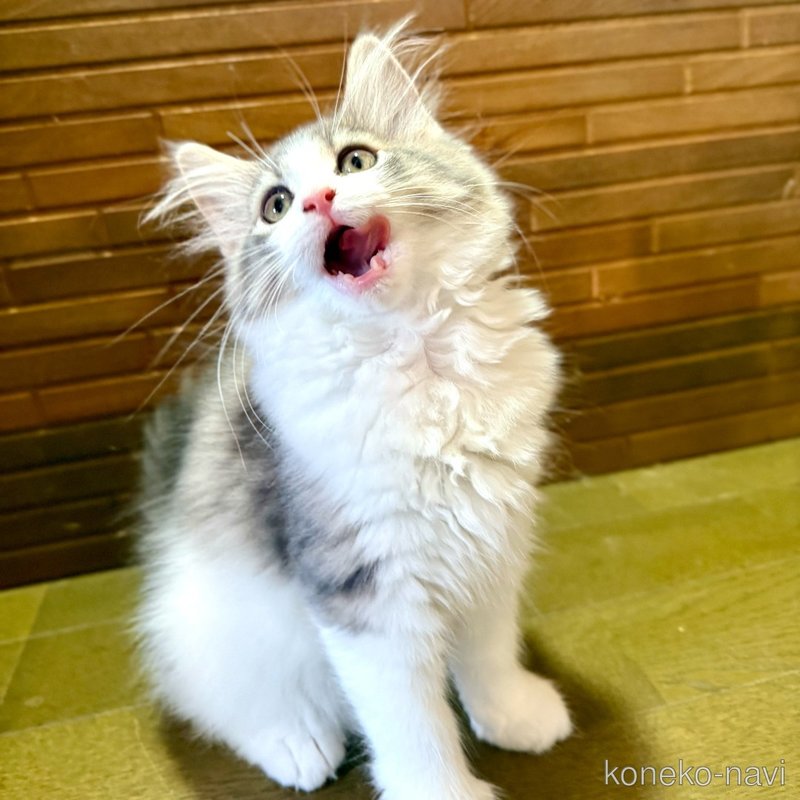 販売中の茨城県のノルウェージャンフォレストキャット-123720の3枚目
