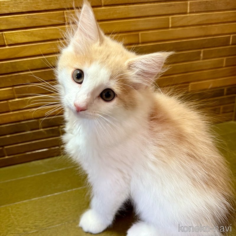 販売中の茨城県のノルウェージャンフォレストキャット-123721の2枚目