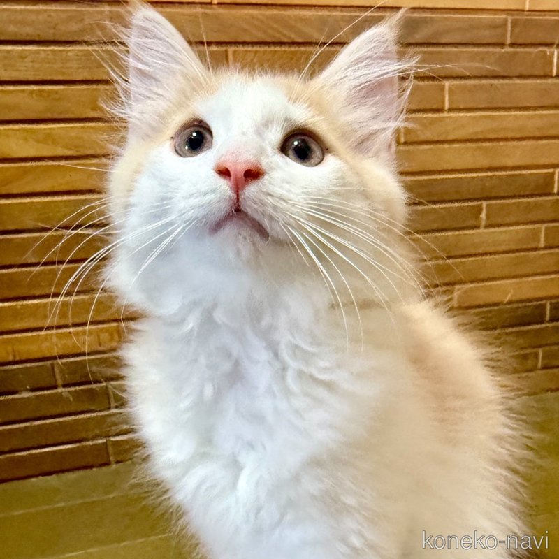販売中の茨城県のノルウェージャンフォレストキャット-123721