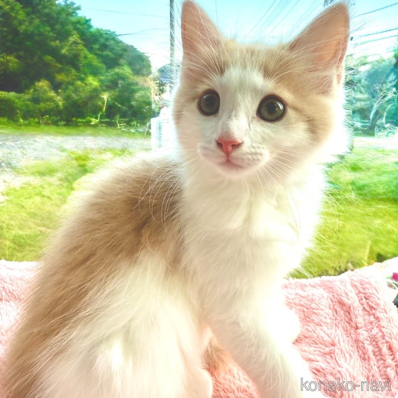 販売中の茨城県のノルウェージャンフォレストキャット-123721の3枚目