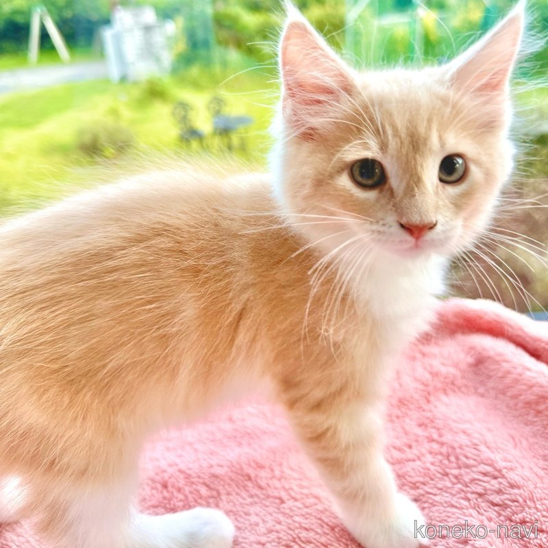 販売中の茨城県のノルウェージャンフォレストキャット-123722の4枚目