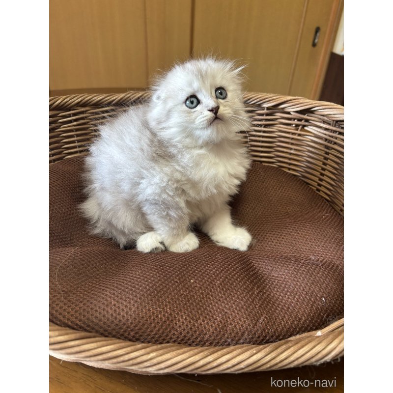 販売中の福岡県のスコティッシュフォールド(折れ耳)-123803の2枚目