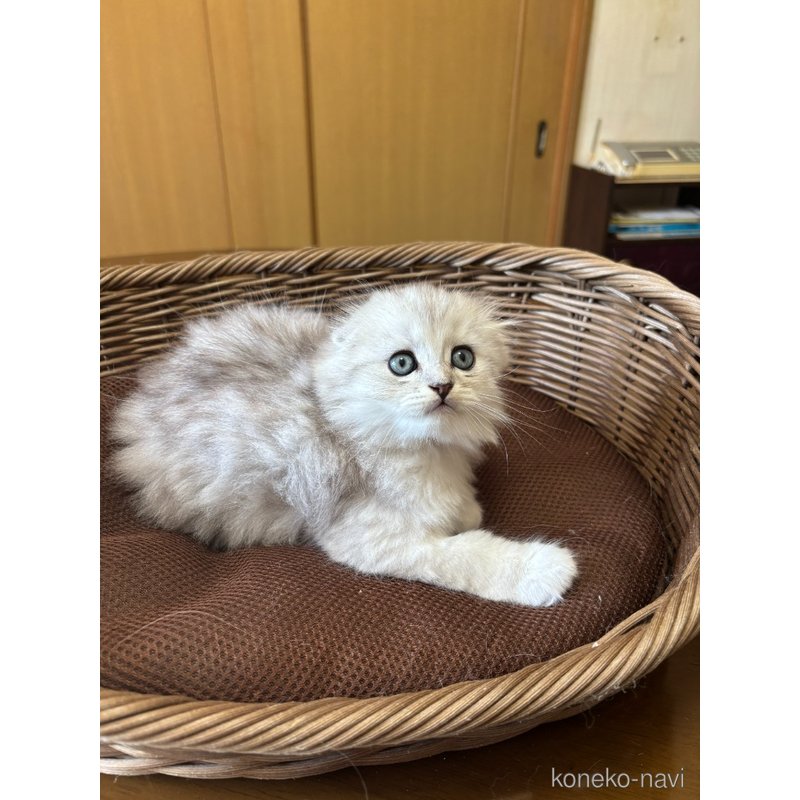 販売中の福岡県のスコティッシュフォールド(折れ耳)-123803の3枚目