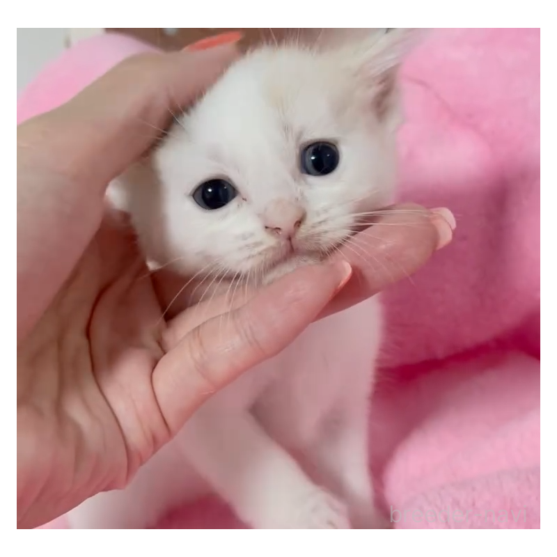 販売中の埼玉県のマンチカン-123877の5枚目