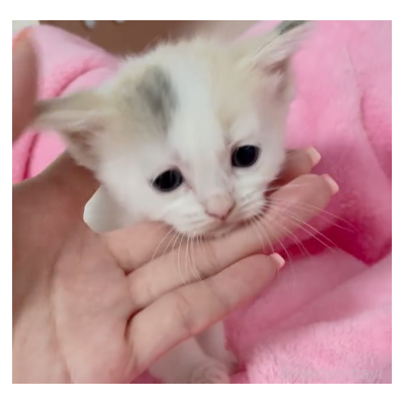 販売中の埼玉県のマンチカン-123877の4枚目