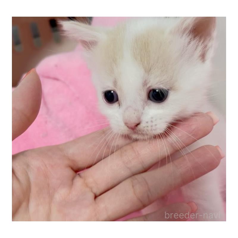 販売中の埼玉県のマンチカン-123878の5枚目