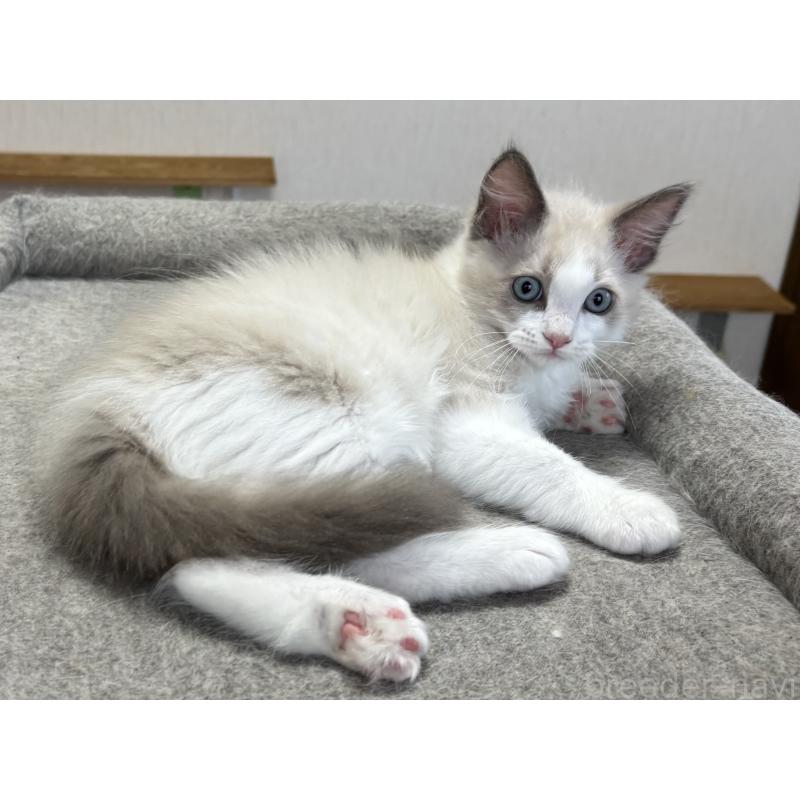 成約済の千葉県のラグドール-120518の3枚目