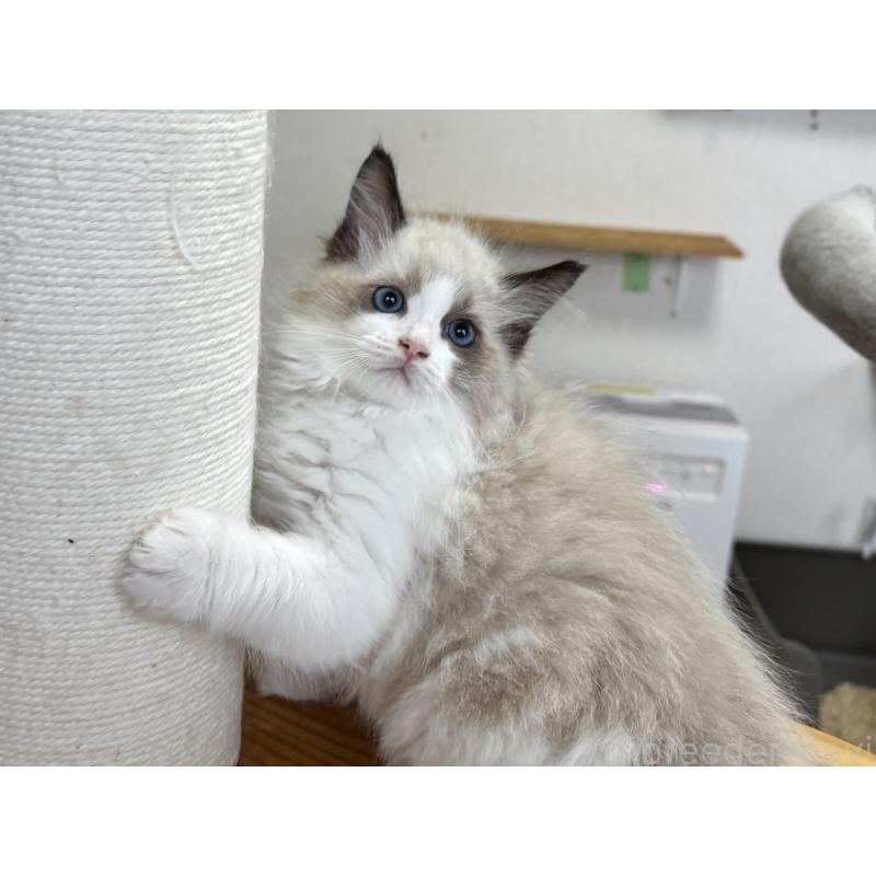 成約済の千葉県のラグドール-120517の3枚目