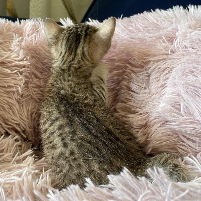 販売中の岐阜県のエジプシャンマウ-123939の2枚目
