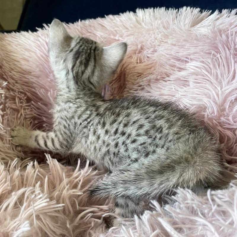 販売中の岐阜県のエジプシャンマウ-123943の3枚目