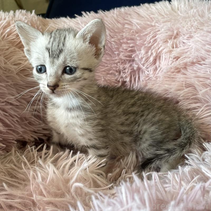 販売中の岐阜県のエジプシャンマウ-123943の2枚目