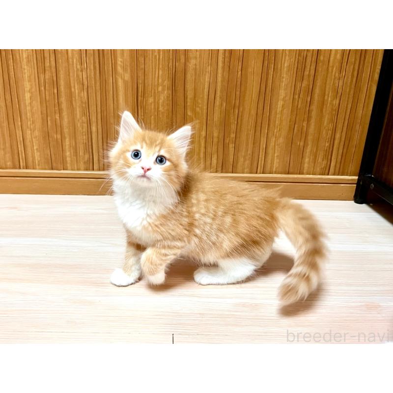 販売中の愛知県のノルウェージャンフォレストキャット-123829の6枚目