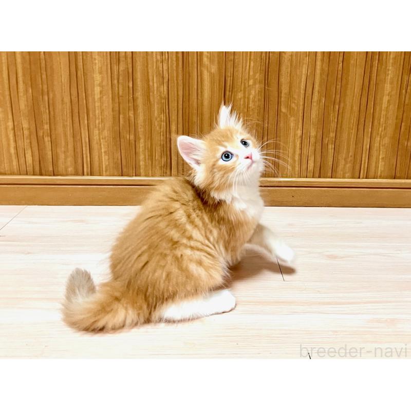 販売中の愛知県のノルウェージャンフォレストキャット-123829の4枚目