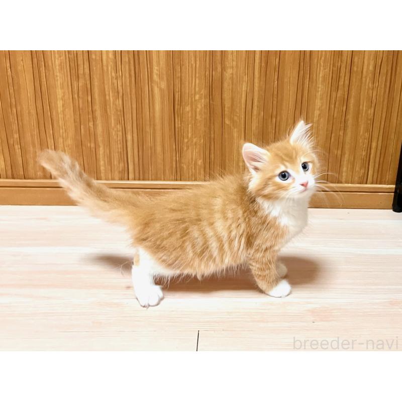 販売中の愛知県のノルウェージャンフォレストキャット-123829の3枚目
