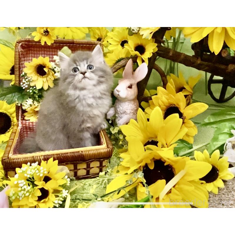 販売中の北海道のマンチカン-121100の4枚目
