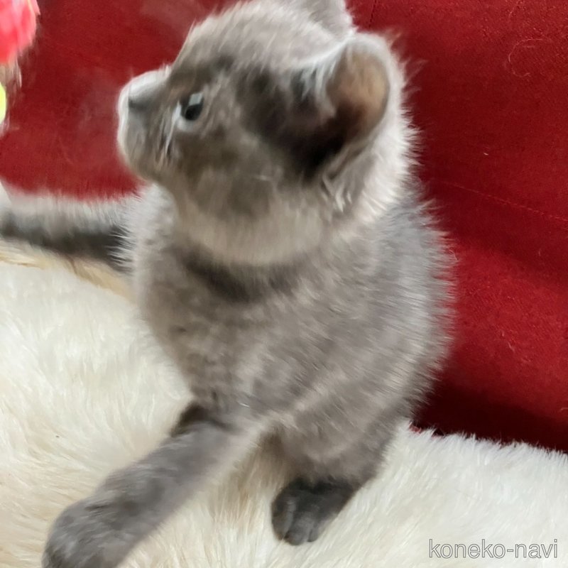販売中の北海道のマンチカン-121349の3枚目