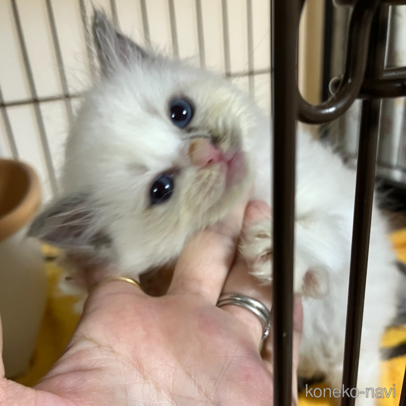販売中の滋賀県のラグドール-122455