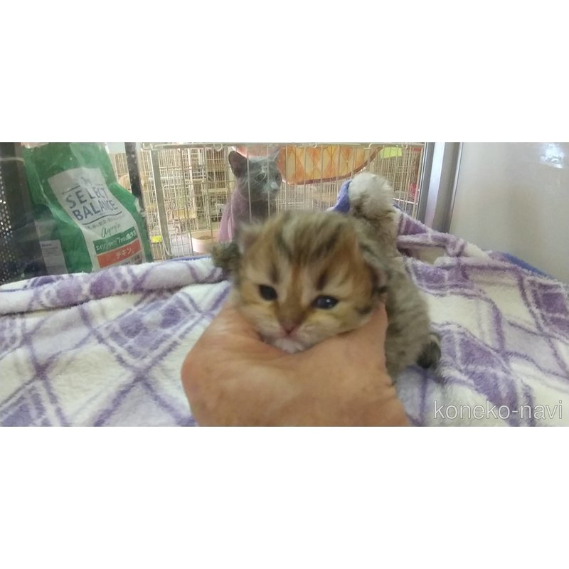販売中の愛知県のペルシャ(チンチラ)-123843