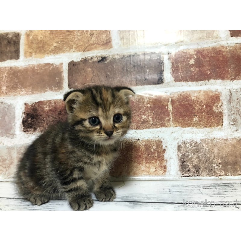 販売中の千葉県のスコティッシュフォールド(折れ耳)-123887の5枚目