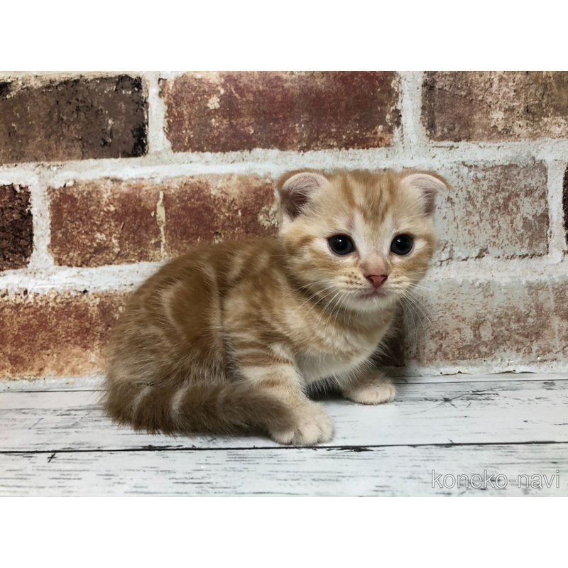 販売中の千葉県のスコティッシュフォールド(折れ耳)-123890の4枚目