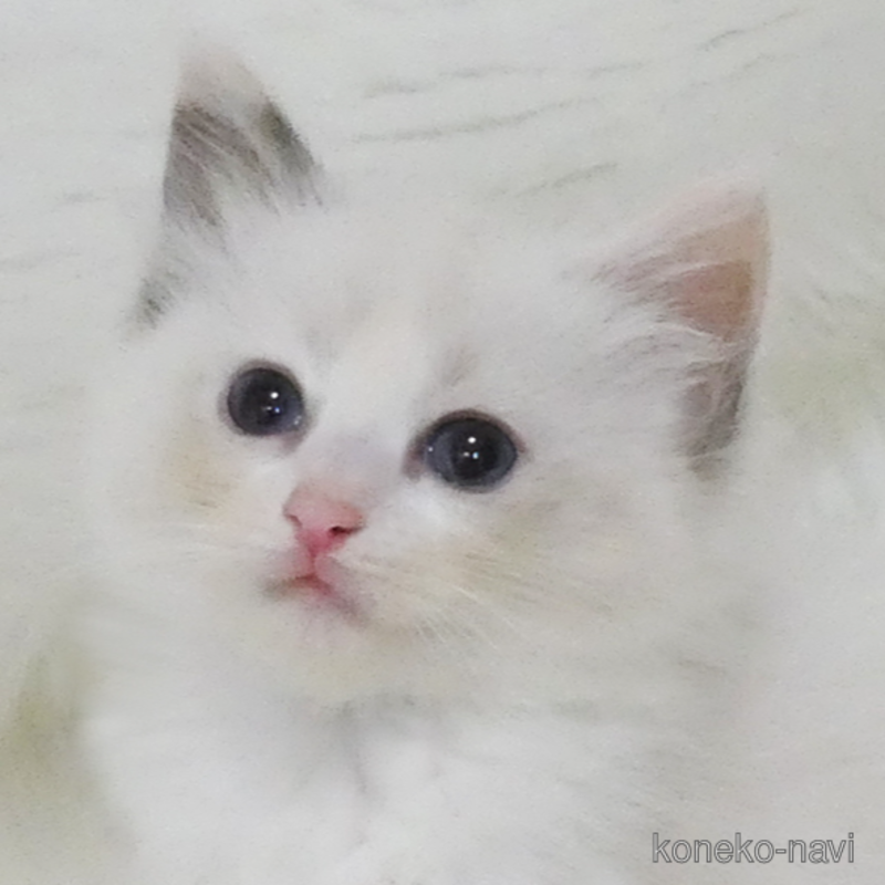 販売中の茨城県のラグドール-123948の1枚目