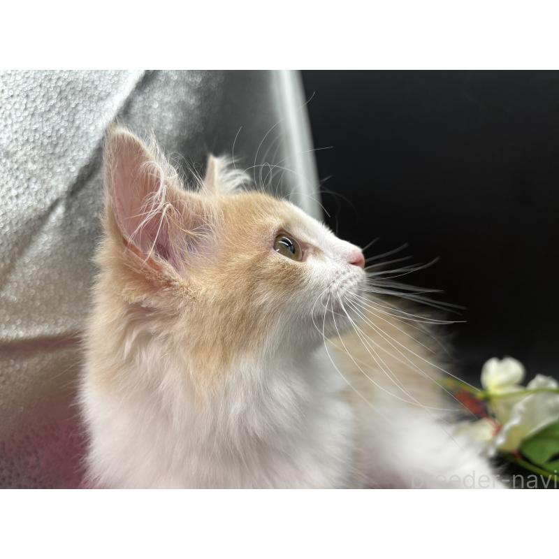 販売中の千葉県のノルウェージャンフォレストキャット-123957の4枚目