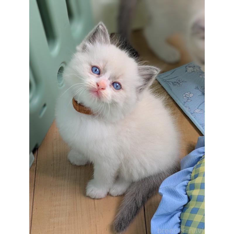 販売中の茨城県のラグドール-123817の4枚目