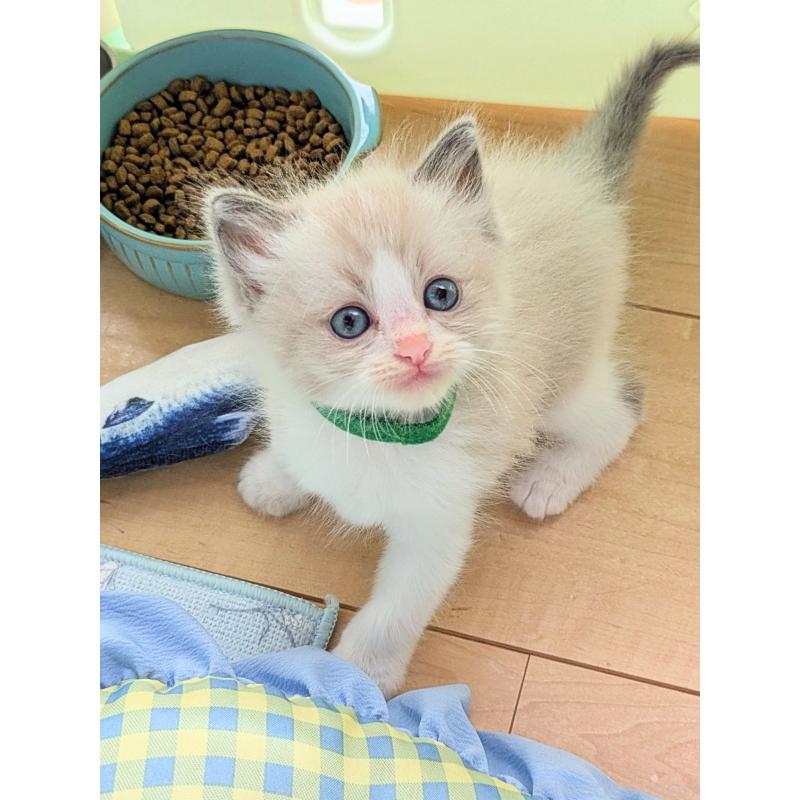 販売中の茨城県のラグドール-123821の2枚目