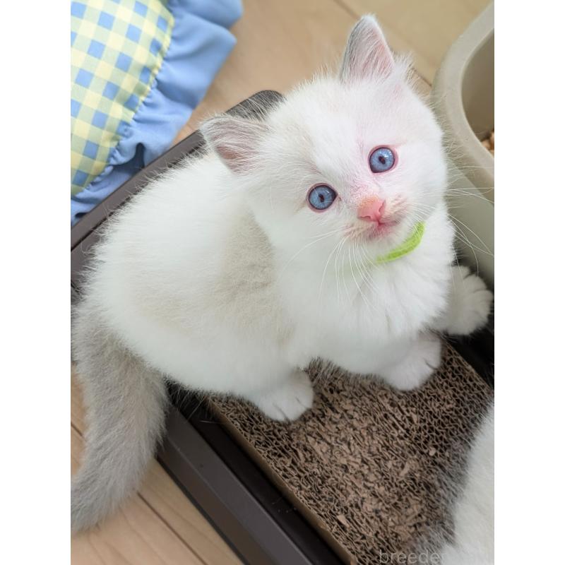 販売中の茨城県のラグドール-123820の2枚目