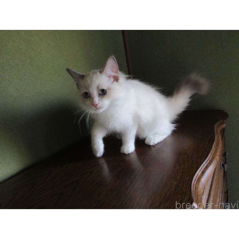 販売中の大分県のラグドール-121138の4枚目
