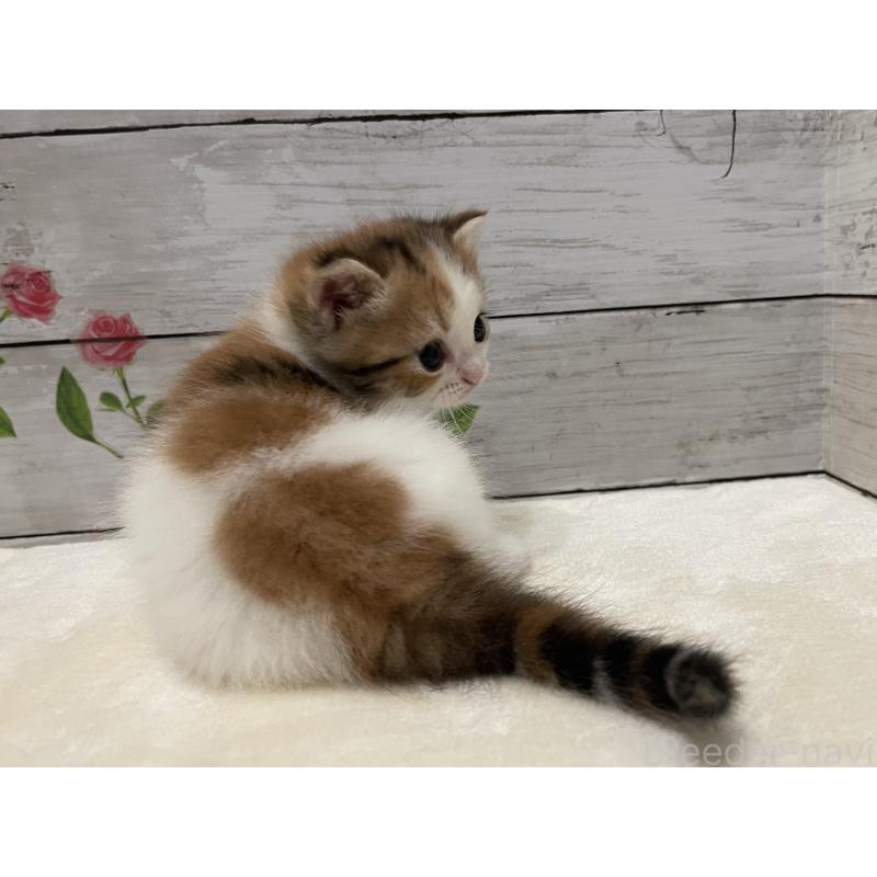 販売中の山梨県のミヌエット-123972の3枚目