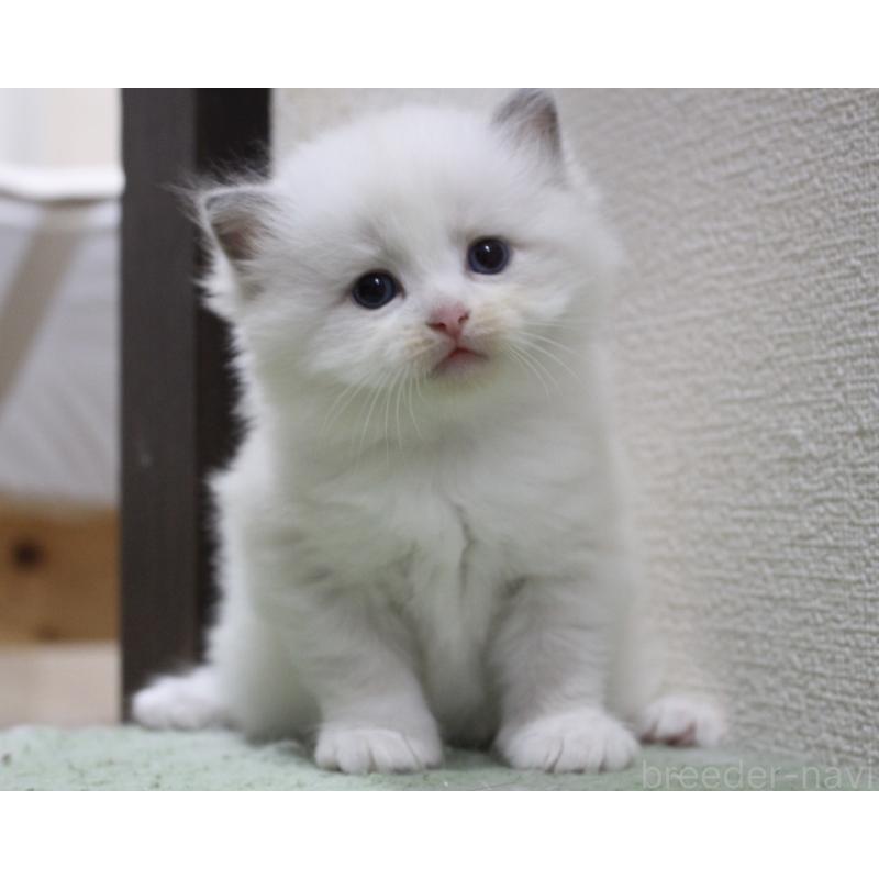 販売中の山梨県のラグドール-123973の6枚目
