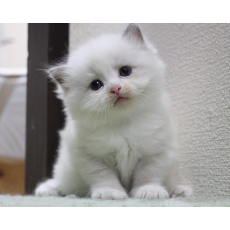 販売中の山梨県のラグドール-123973の5枚目
