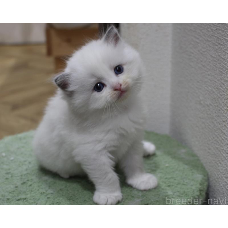 販売中の山梨県のラグドール-123973の4枚目