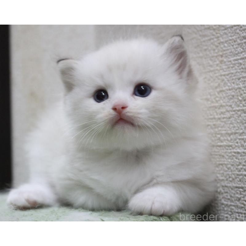 販売中の山梨県のラグドール-123974の8枚目