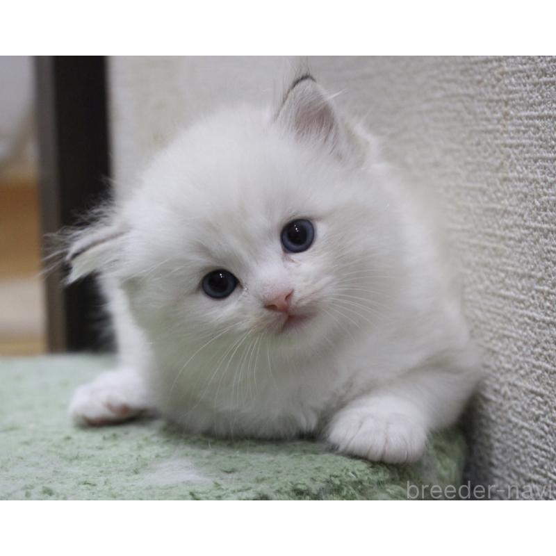 販売中の山梨県のラグドール-123974の6枚目