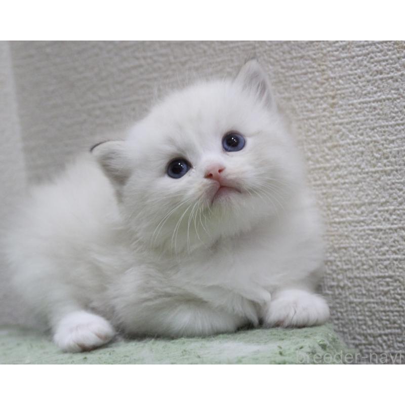 販売中の山梨県のラグドール-123974の5枚目