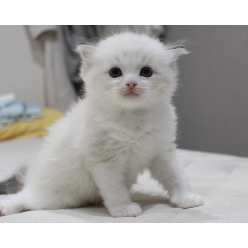 販売中の山梨県のラグドール-123974の3枚目
