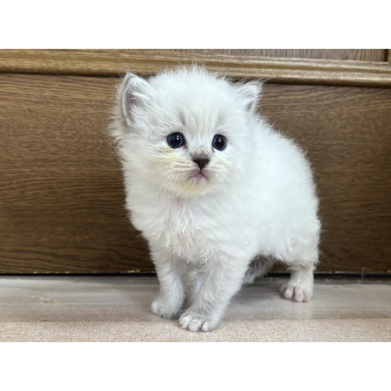 販売中の千葉県のラグドール-123556の5枚目