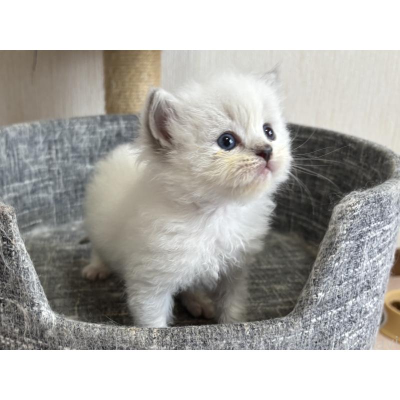 販売中の千葉県のラグドール-123556の4枚目