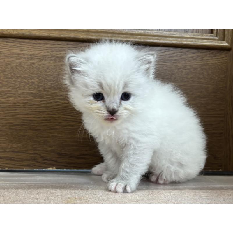販売中の千葉県のラグドール-123556の2枚目