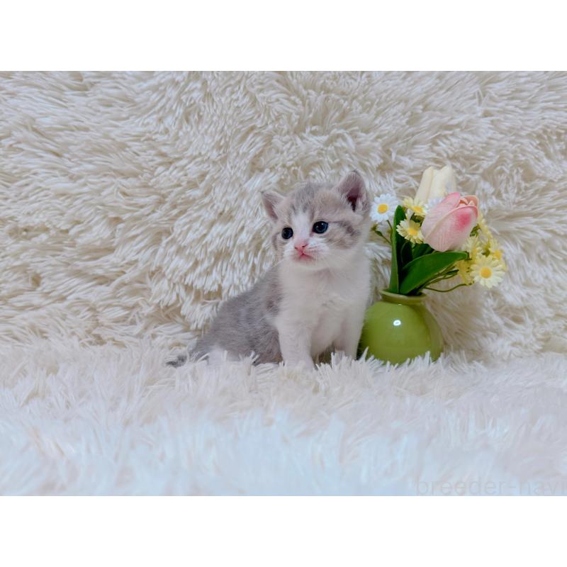 販売中の千葉県のマンチカン-123977の6枚目