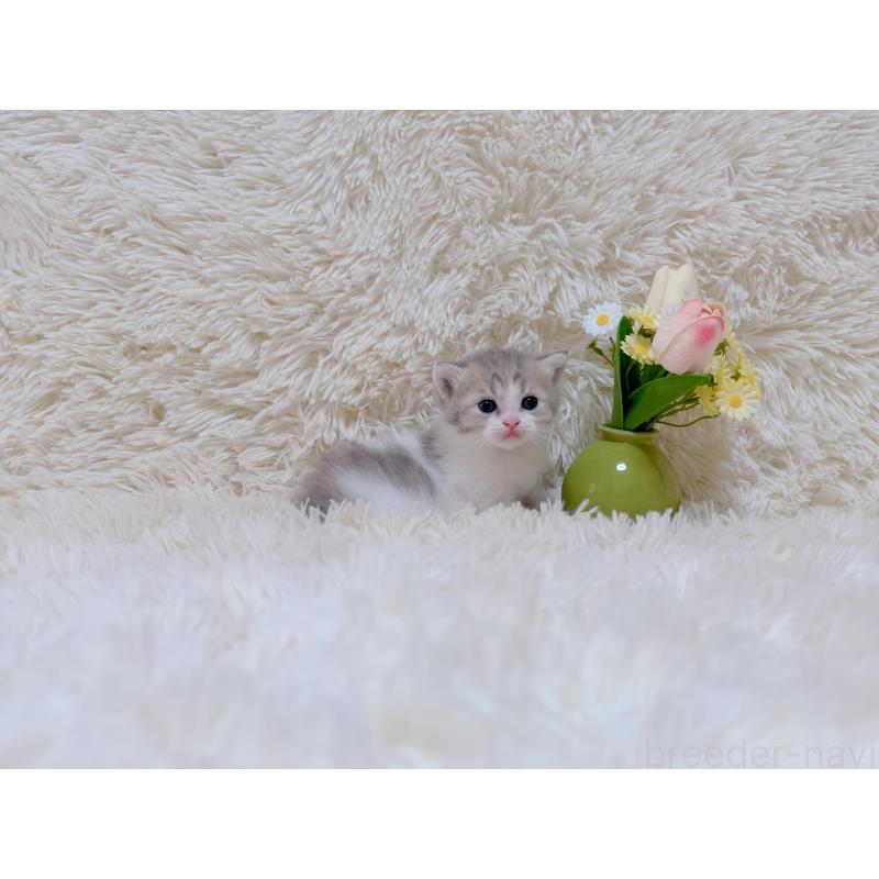 販売中の千葉県のマンチカン-123978の6枚目