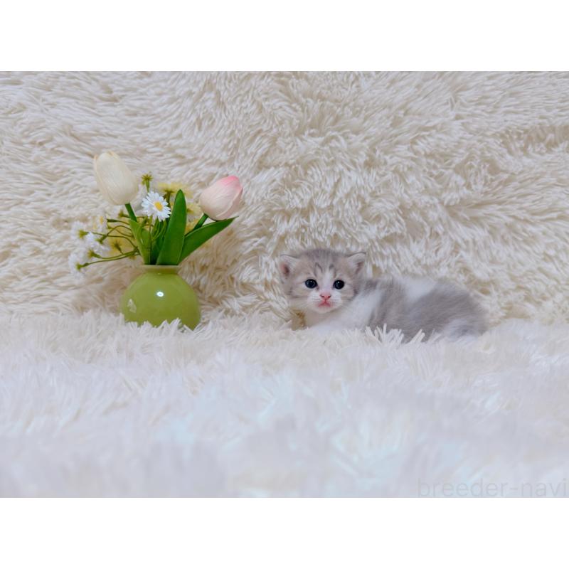 販売中の千葉県のマンチカン-123978の5枚目