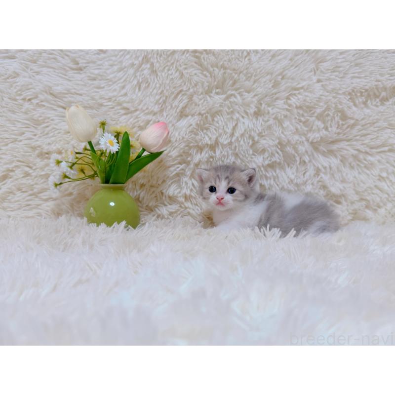 販売中の千葉県のマンチカン-123978の4枚目