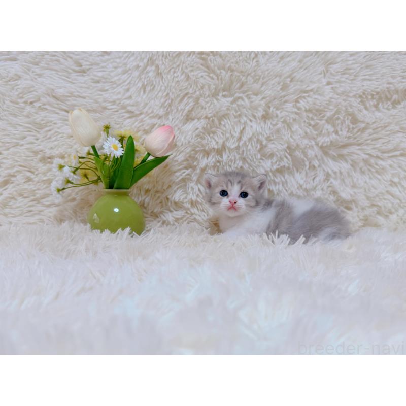 販売中の千葉県のマンチカン-123978の3枚目