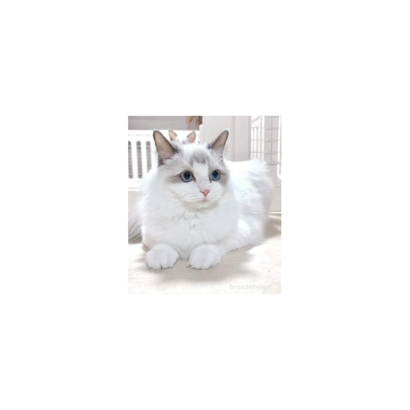 コロンちゃん1枚目