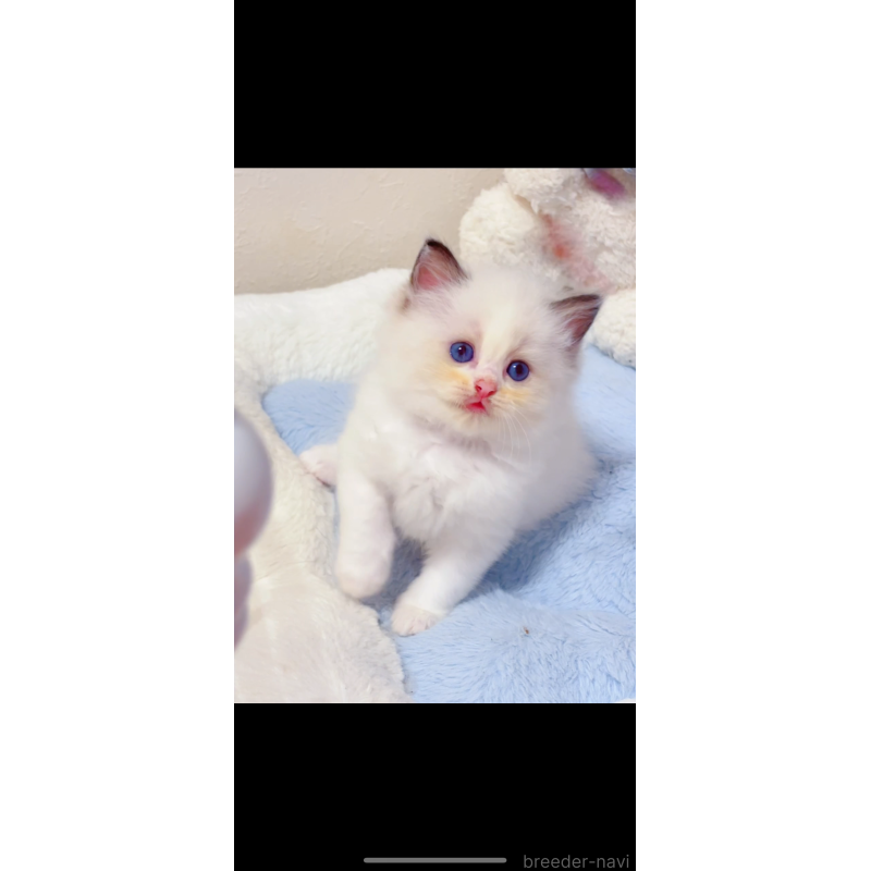 販売中の埼玉県のラグドール-121683の2枚目